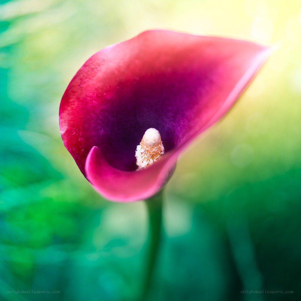 Purple calla lily in sunlight
