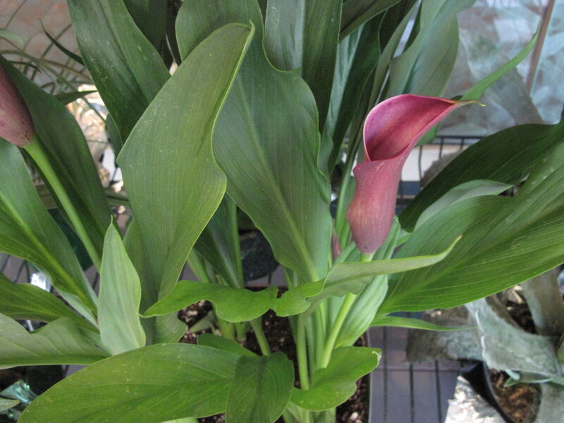 Purple Calla Lily Plant