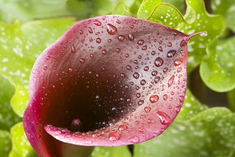 Purple calla lily with water droplets