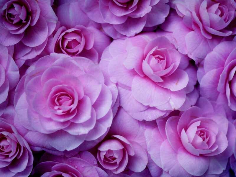 Purple Camellia Flowers