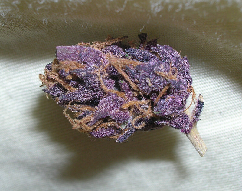 purple cannabis bud