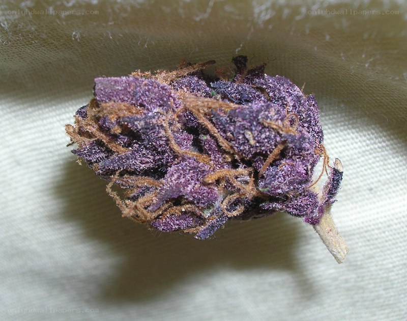 purple cannabis bud