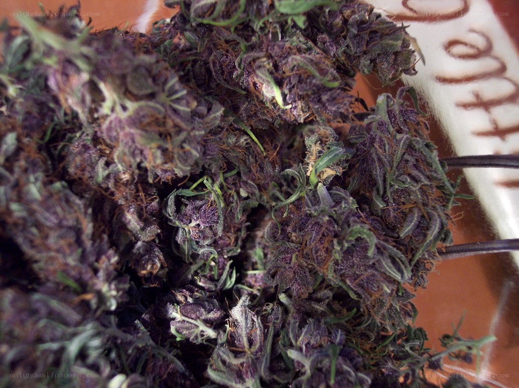 purple cannabis buds
