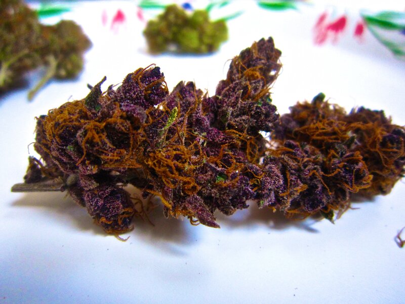 purple cannabis buds