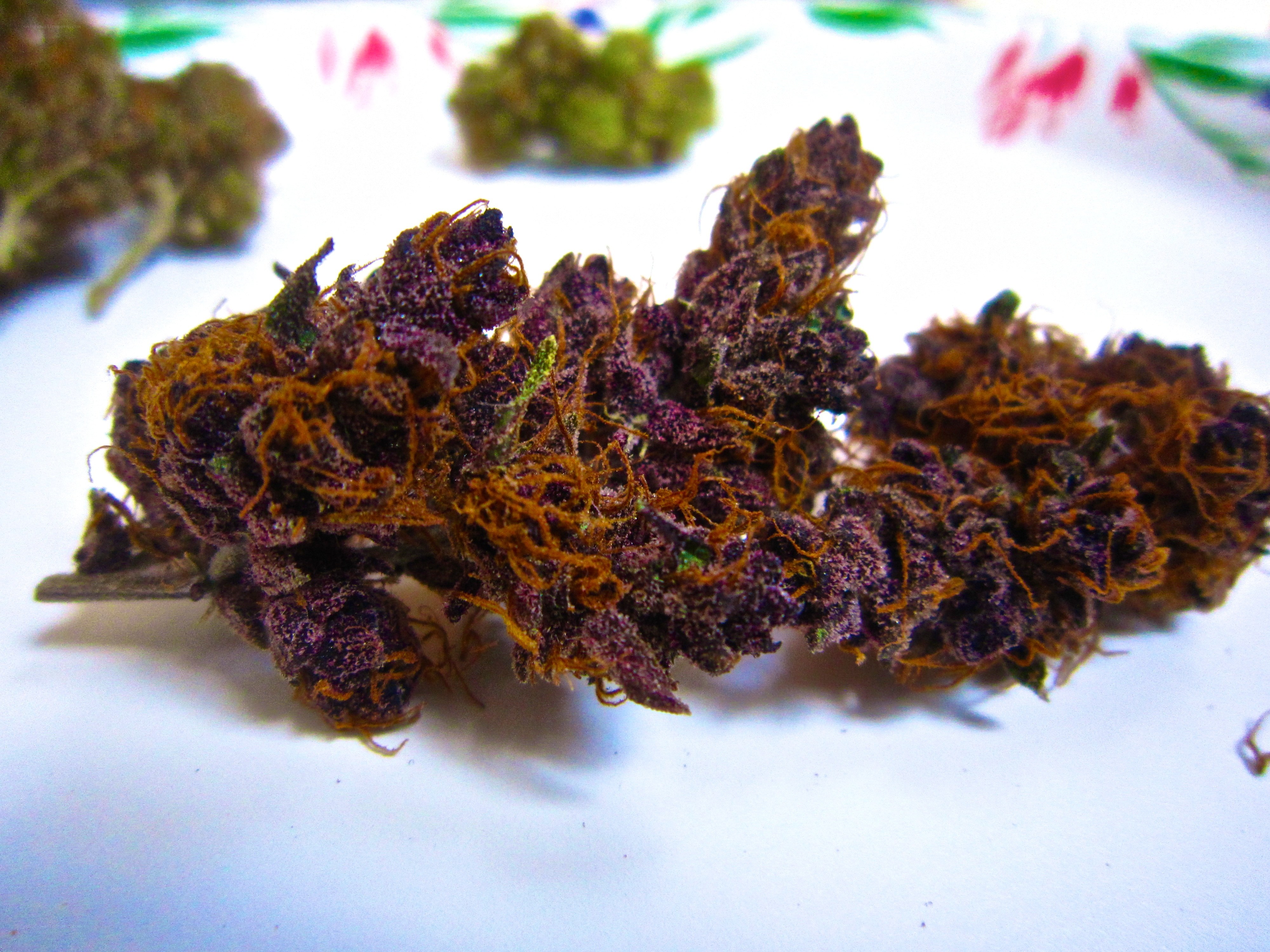 purple cannabis buds
