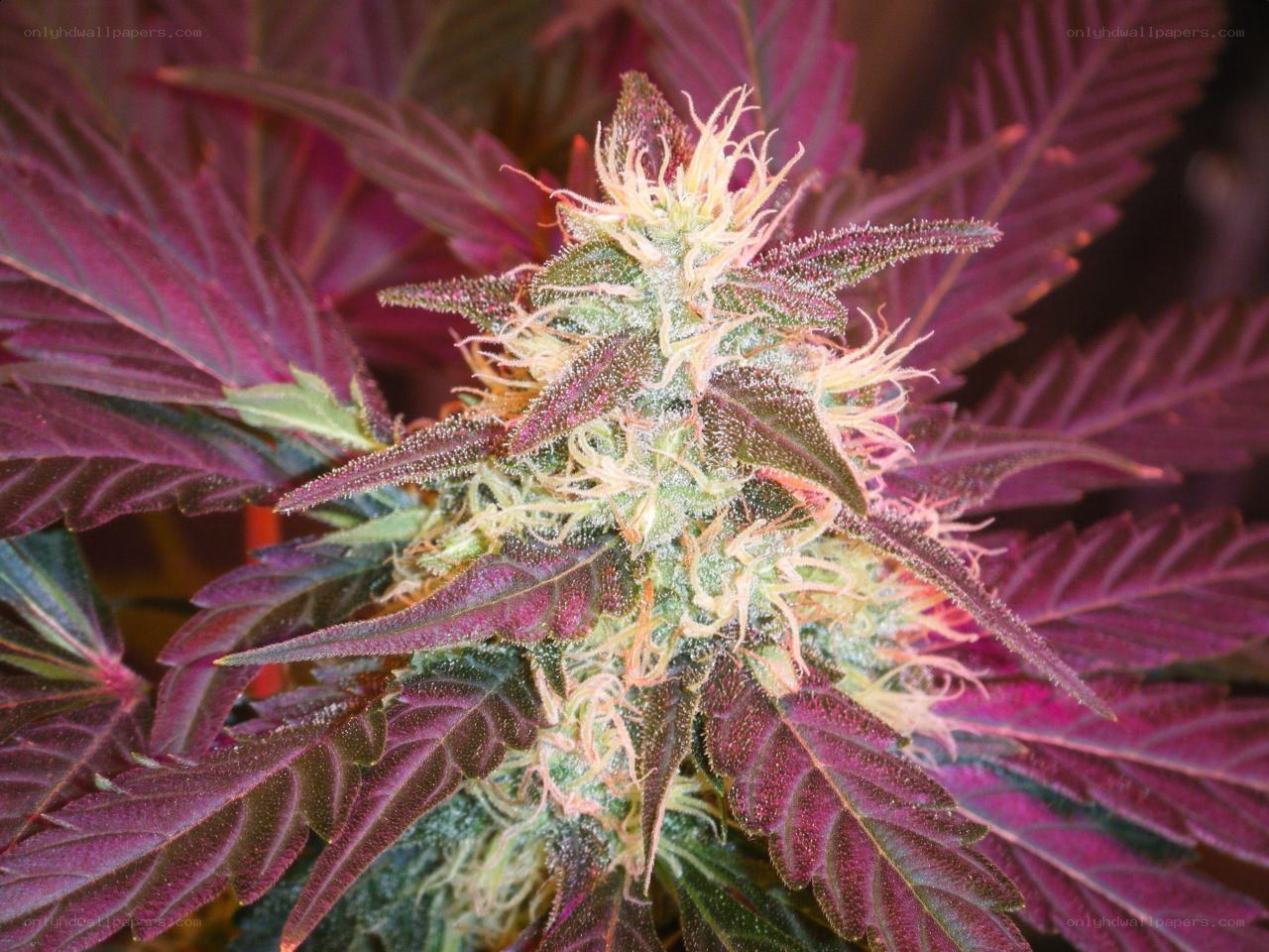 purple cannabis flower close-up