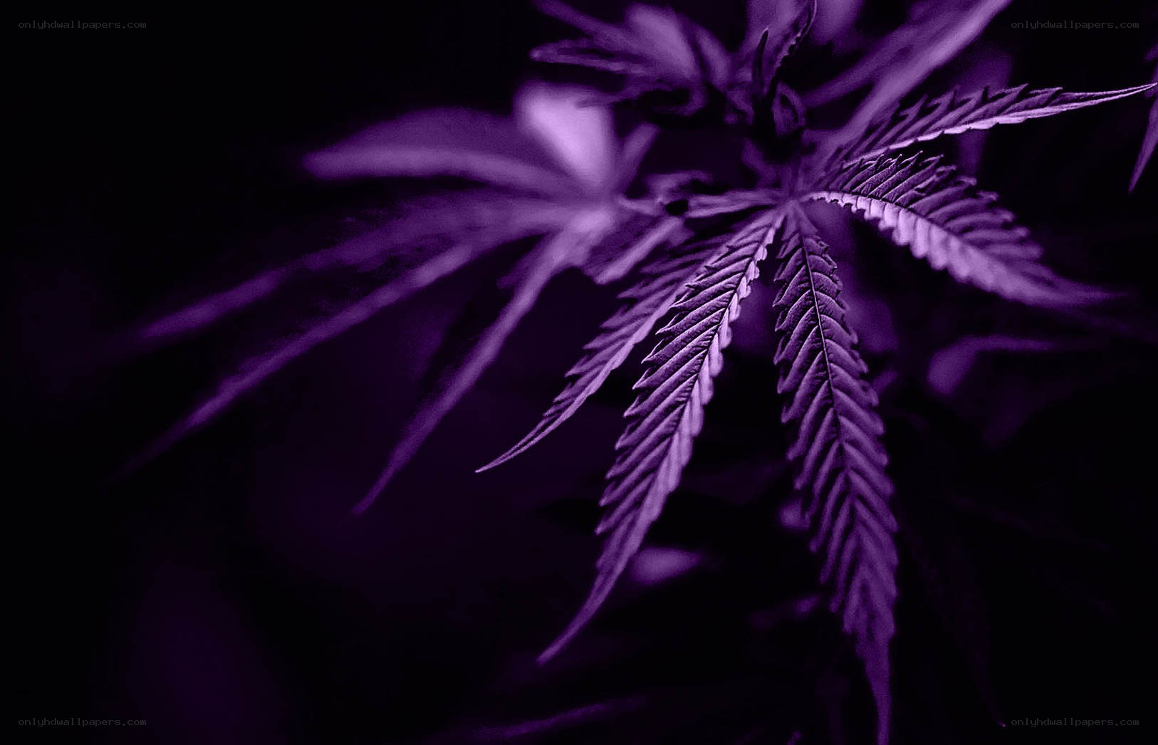 Purple cannabis leaf close-up