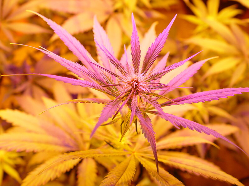 Purple cannabis plant under grow lights