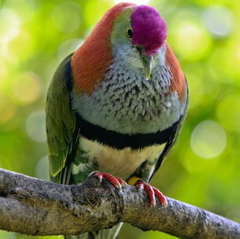 Purple-capped Fruit Dove