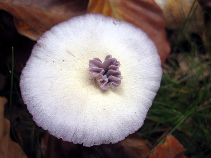 Purple-capped Mushroom