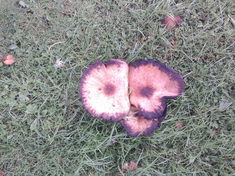 Purple-capped Mushrooms