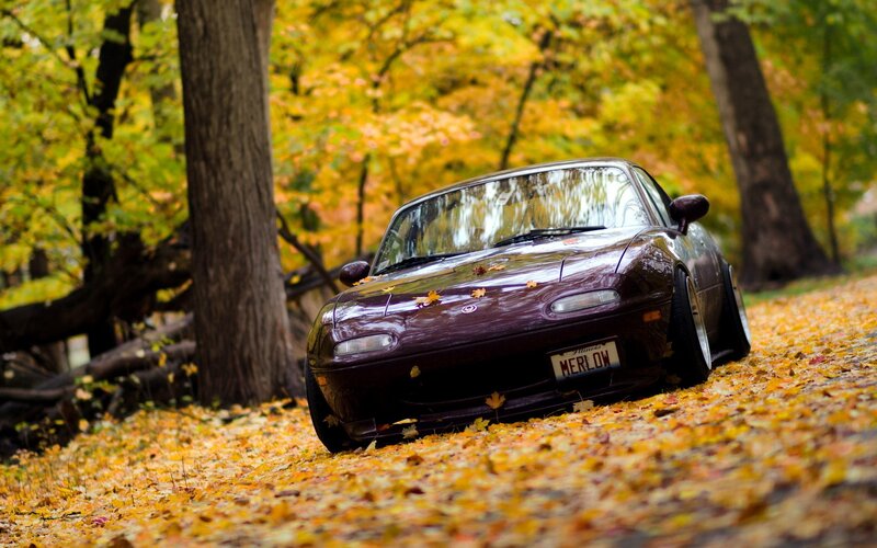 Purple car in autumn leaves