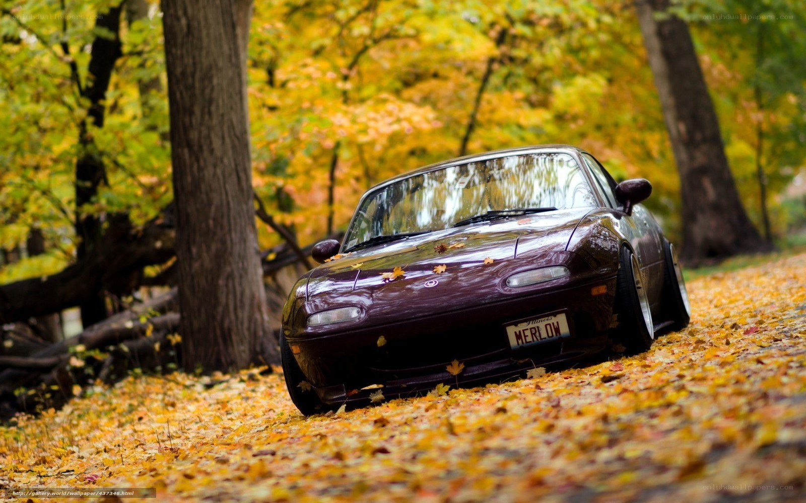 Purple car in autumn leaves