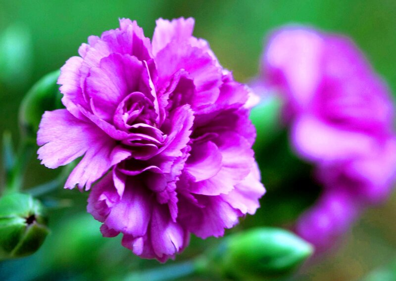 Purple Carnation Flower — Calm