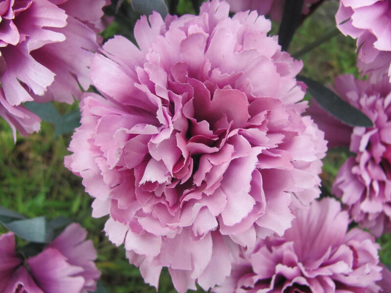 Purple Carnation Flower — Pink