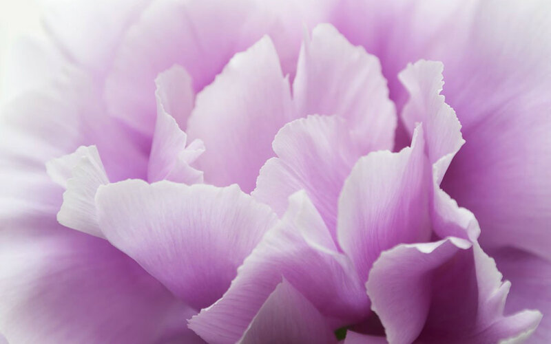 Purple Carnation Flower — Serene