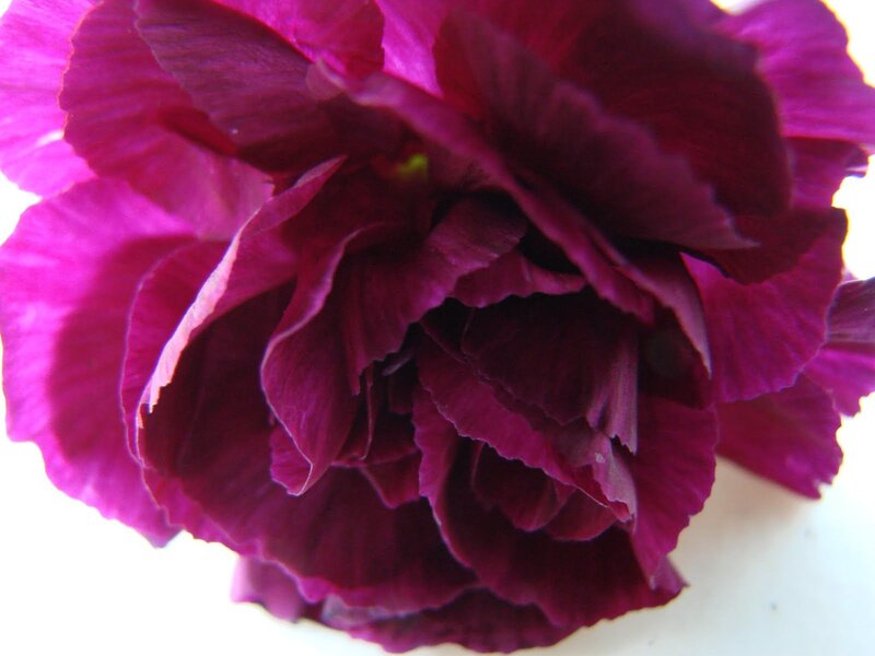 Purple Carnation Flower