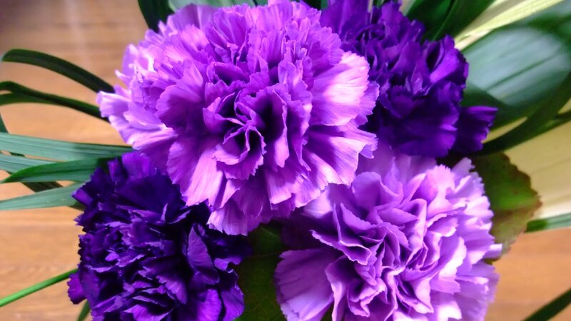 Purple Carnation Flowers — Calm, Photograph