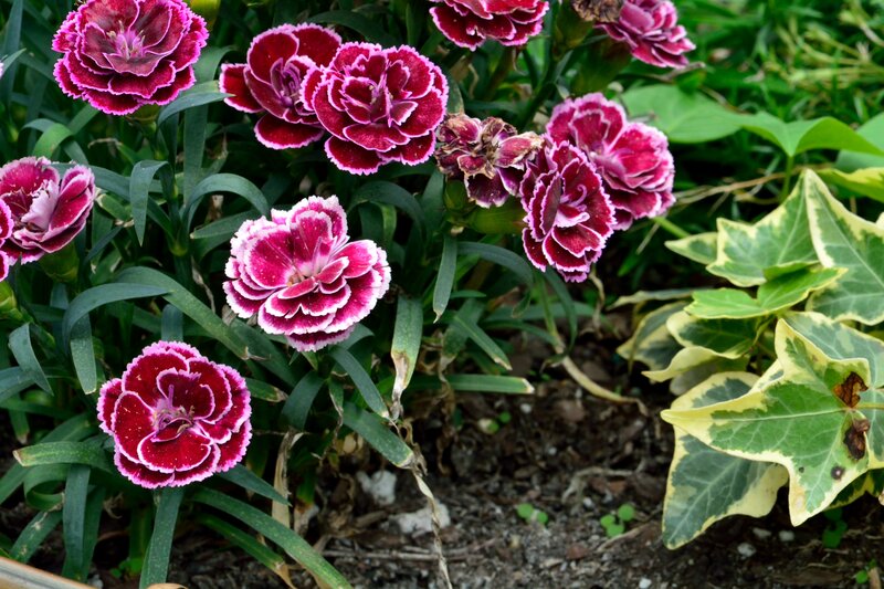 Purple Carnation Flowers — Calm