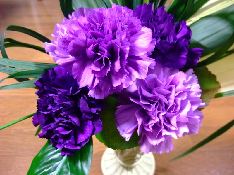 Purple Carnations in Vase — Calm, Photograph
