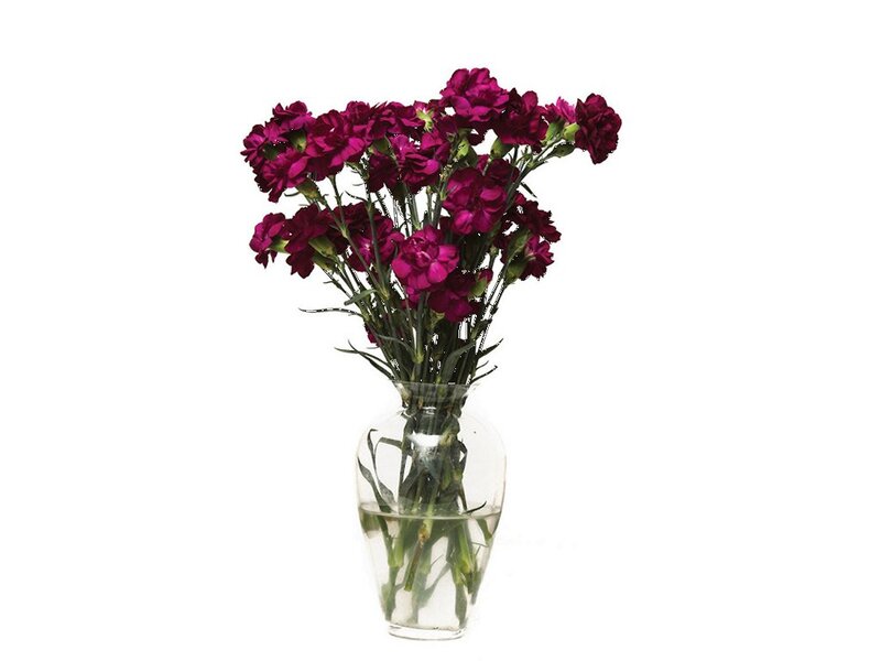 Purple Carnations in Vase — Calm