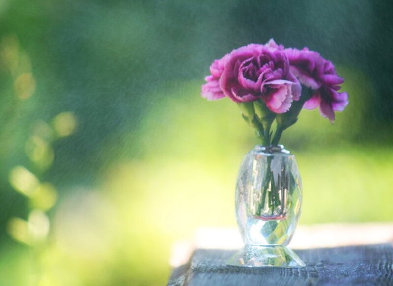 Purple Carnations in Vase — Serene