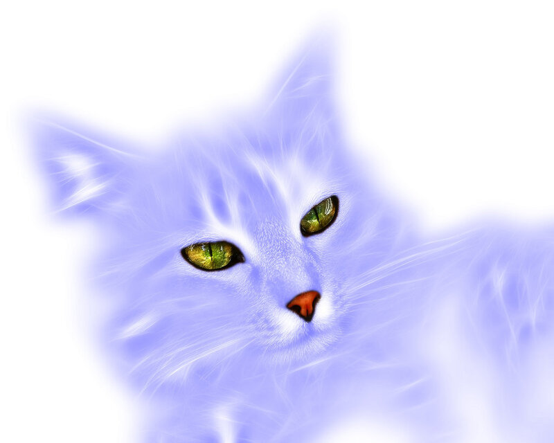 purple cat with green eyes