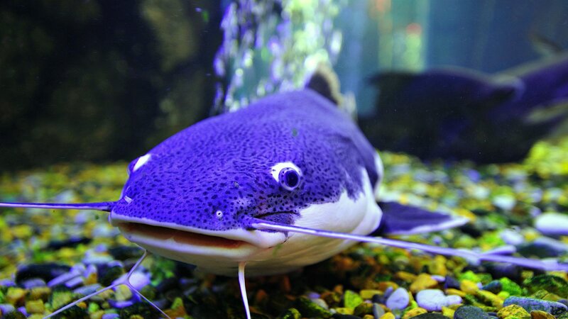 Purple Catfish in Aquarium — Calm, Photograph
