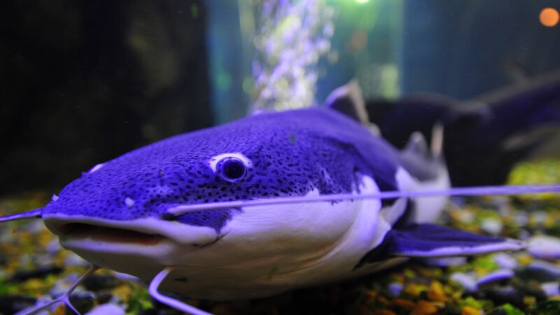 Purple Catfish in Aquarium — Calm
