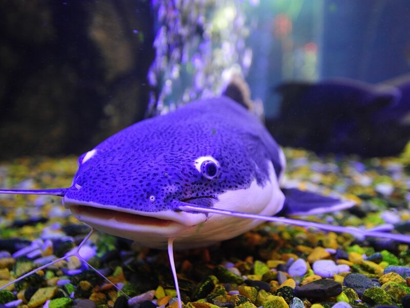 Purple Catfish in Aquarium