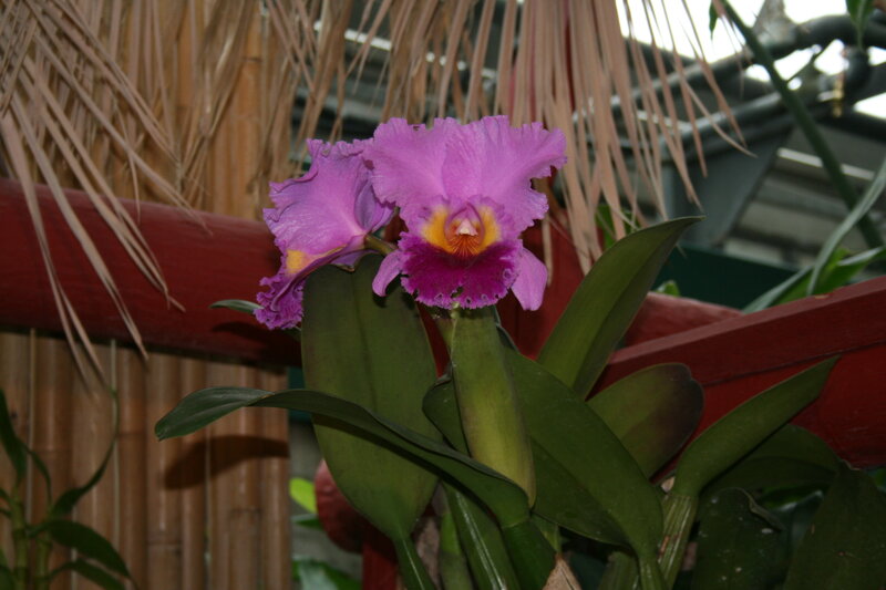 Purple Cattleya Orchid — Calm, Photograph, Bamboo