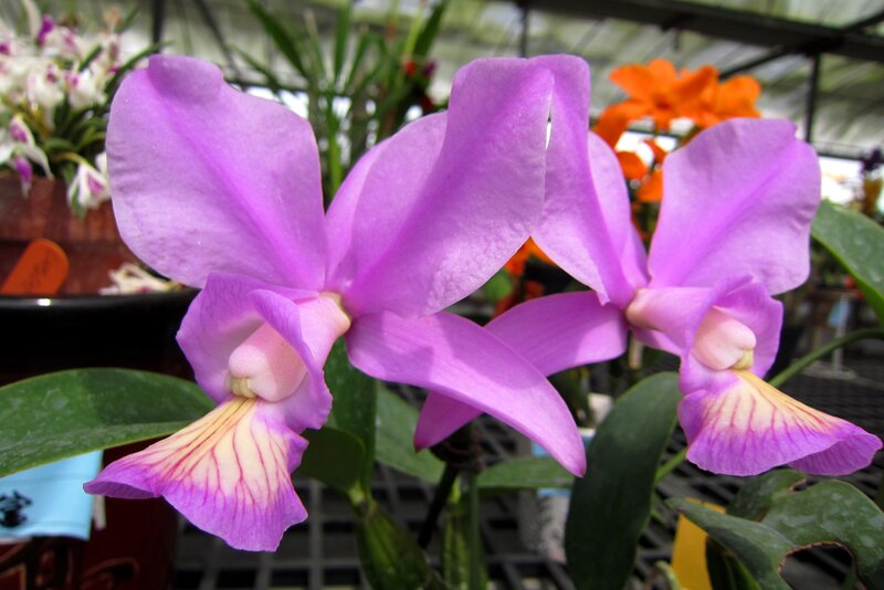Purple Cattleya Orchid — Calm, Photograph