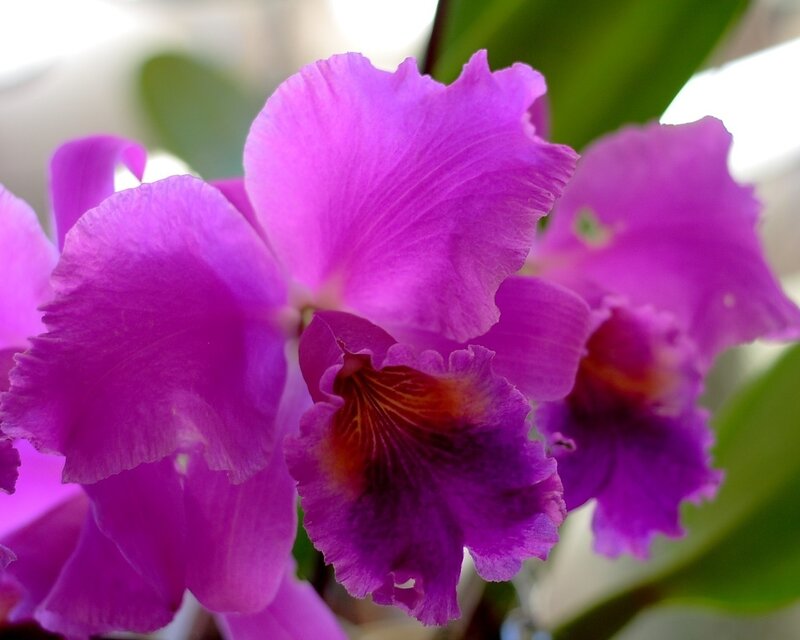 Purple Cattleya Orchid — Calm