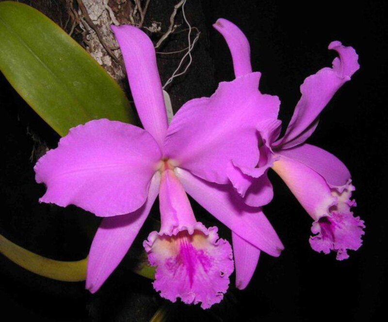 Purple Cattleya Orchid — Dramatic, Night, Photograph