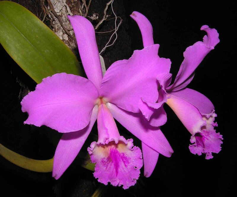 Purple Cattleya Orchid — Dramatic, Night
