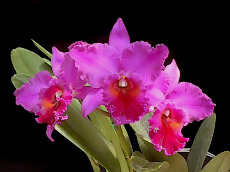 Purple Cattleya Orchid — Dramatic, Photograph
