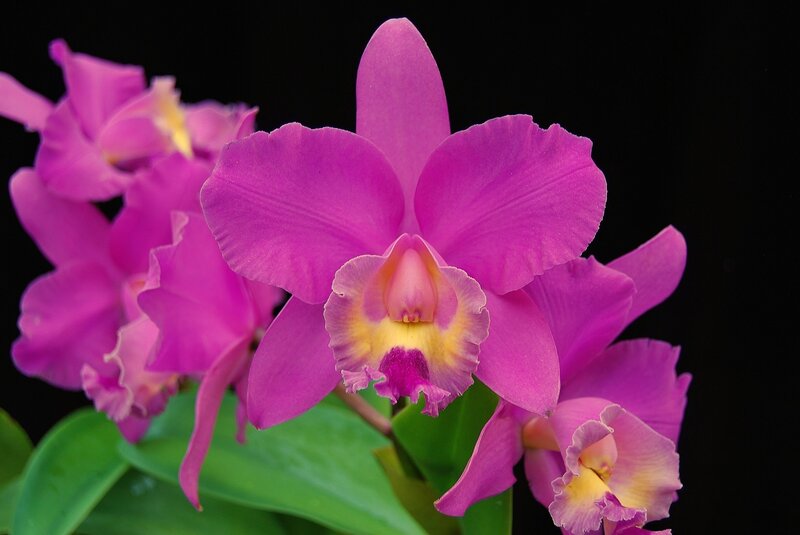 Purple Cattleya Orchid — Dramatic