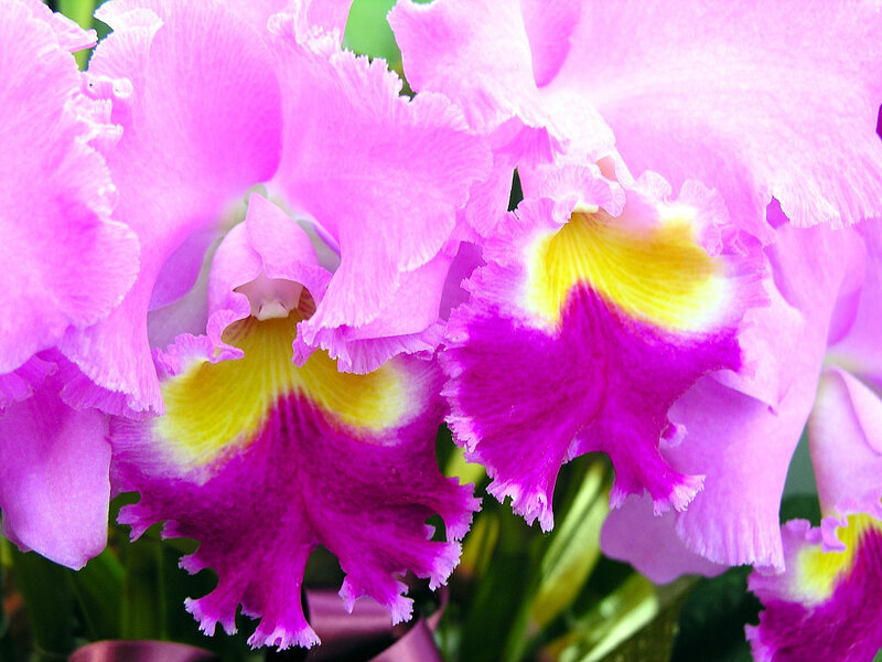 Purple Cattleya Orchid