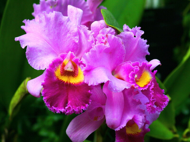 Purple Cattleya Orchid — Vibrant