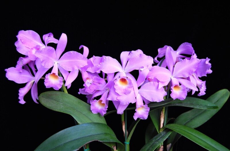 Purple Cattleya orchids in bloom
