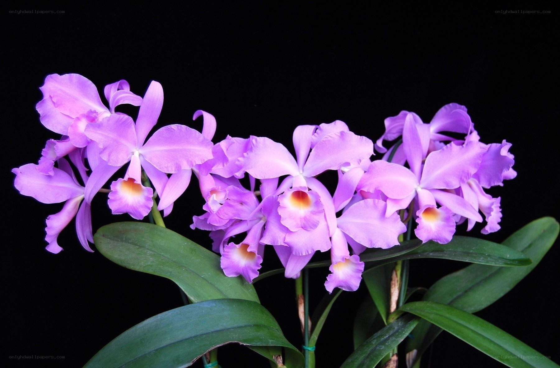 Purple Cattleya orchids in bloom