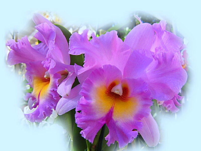 Purple Cattleya Orchids