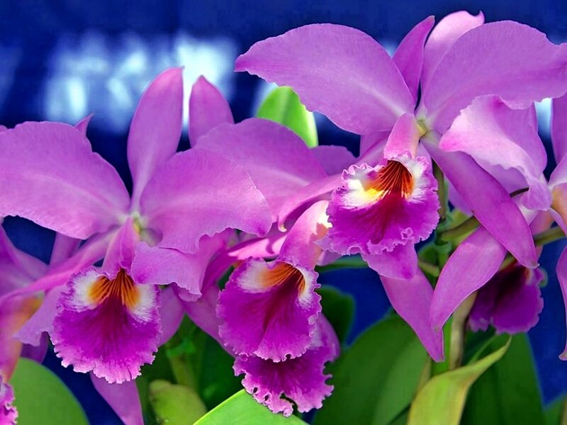 Purple Cattleya Orchids — Vibrant, Photograph, Flowers