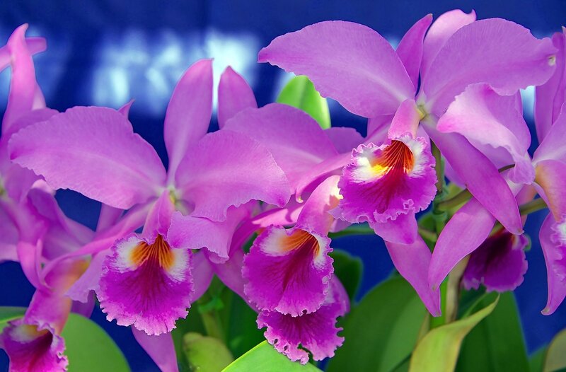 Purple Cattleya Orchids — Vibrant, Photograph