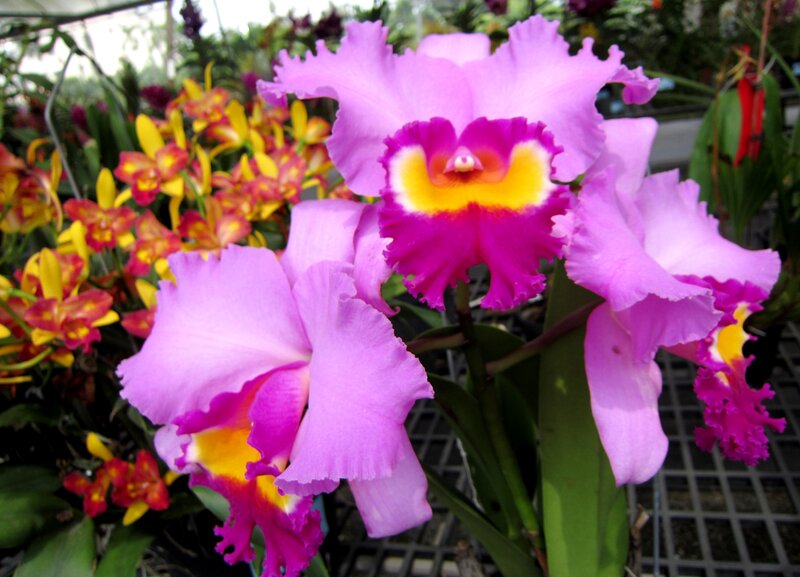 Purple Cattleya Orchids — Vibrant
