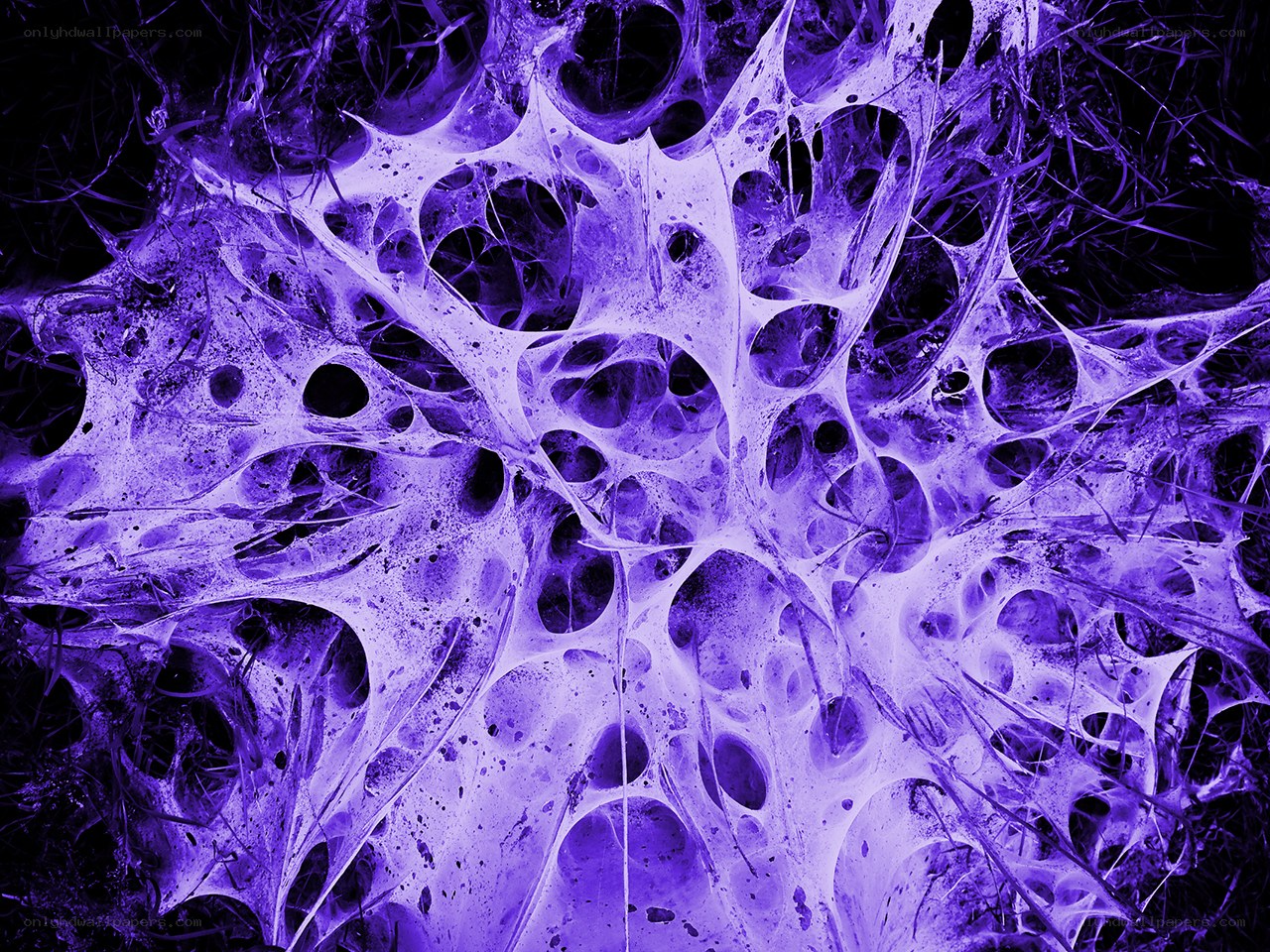 purple cellular network