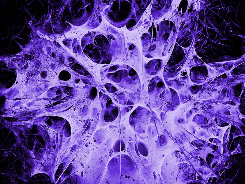 Purple Cellular Network — Dramatic, Abstract, Cells