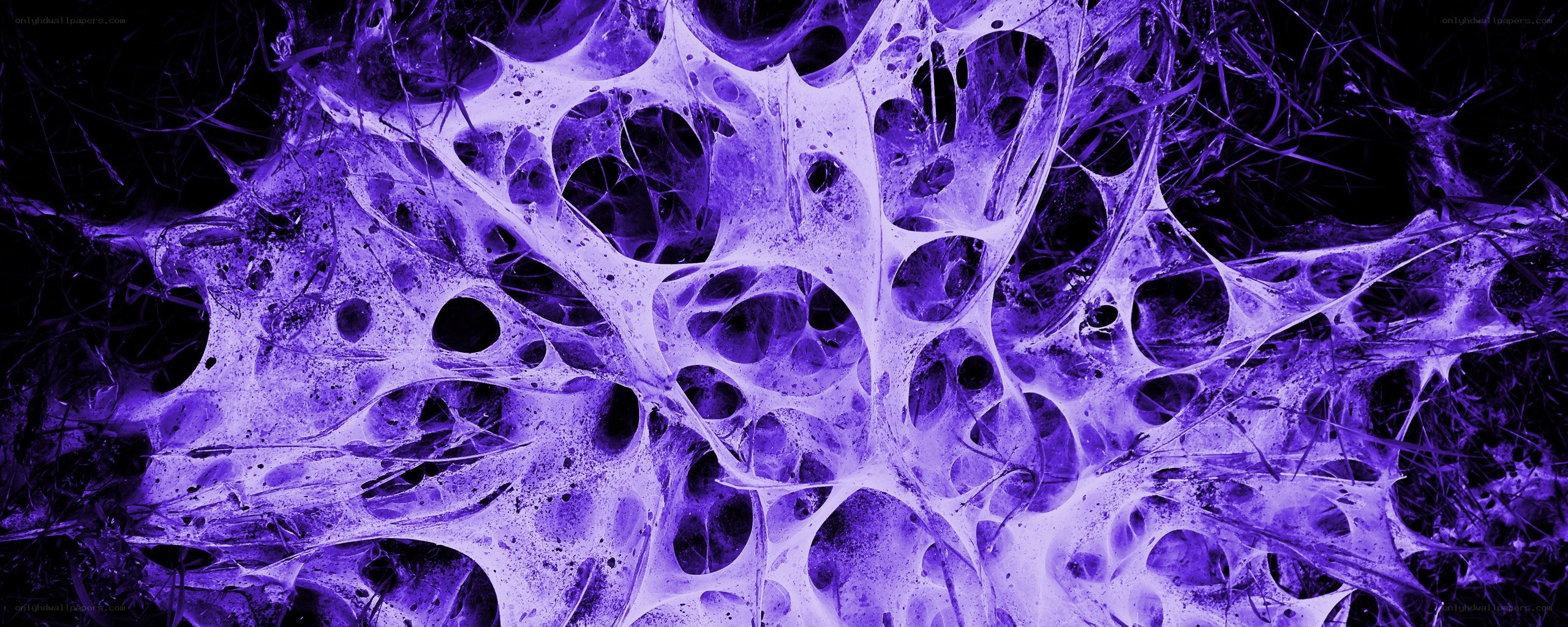 purple cellular network structure