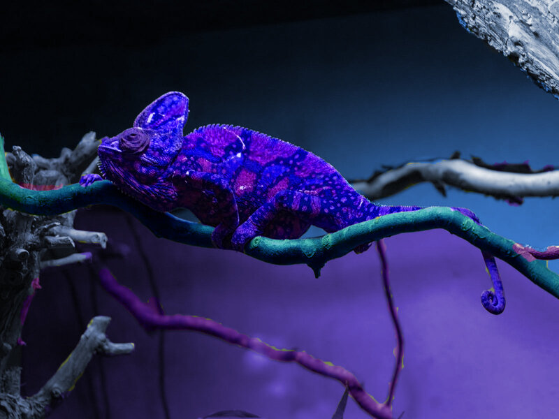 Purple Chameleon on Branch