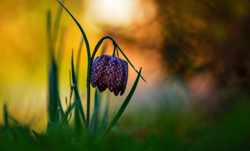 Purple Checkered Flower